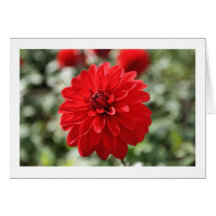 Red Dahlia Greeting Card