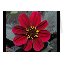 Red Dahlia Greeting Card