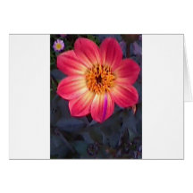 Red Dahlia Greeting Cards