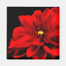 Red Dahlia Magnet