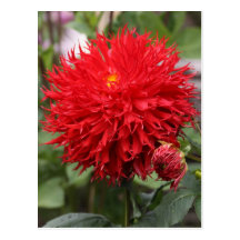 Red Dahlia Postcards