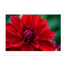 Red Dahlia Postcards