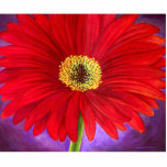 Red Daisy Flower Painting Art Photo Sculpture