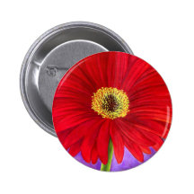 Red Daisy Gerber Flower Painting Art - Multi Pinback Buttons