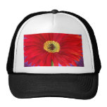 Red Daisy Gerber Flower Painting Art - Multi Hat