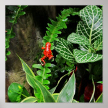 Red Dart Frog Print