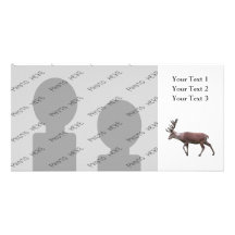 Red Deer. Custom Photo Card