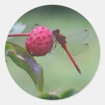 Red Dragonfly Nature Photo Sticker Label