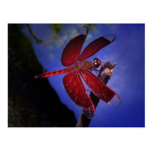 Red Dragonfly Post Cards