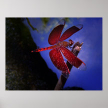 Red Dragonfly Print