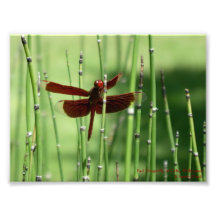 Red Dragonfly Print Photo Art