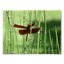 Red Dragonfly Print Photographic Print