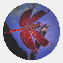 Red Dragonfly Stickers