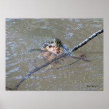Red-eared Slider Doing Backstroke Posters