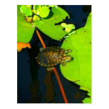 Red Eared Slider Postcard
