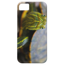 Red-eared Slider Turtle Head-on View