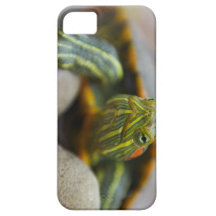 Red Eared Slider Turtle on River Rocks
