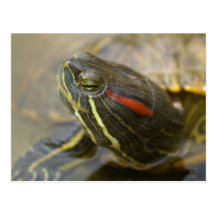 Red Eared Slider Turtle Postcards