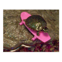 Red Eared Slider Turtle Riding Skateboard Postcard