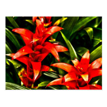 Red Exotic Flowers Post Card