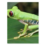 Red Eye Green Tree Frog Postcard
