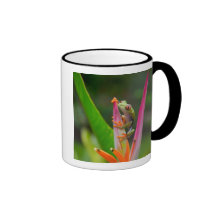 Red-eye tree frog, Costa Rica 2 Mug