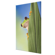 Red Eyed Tre Frog Peeking From Behind a Leaf Canvas Prints