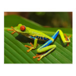 Red Eyed Tree Frog near Playa Jaco in Costa Rica Postcard