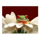 red eyed tree frog post card