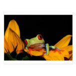 red eyed tree frog post cards