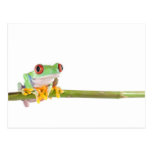 red eyed tree frog postcard