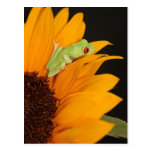 red eyed tree frog postcard