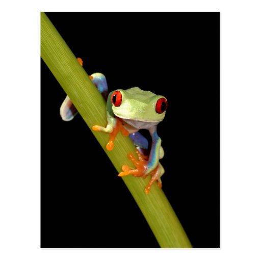 red eyed tree frog postcards