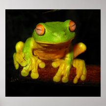 Red Eyed Tree Frog Print