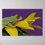 red eyed tree frog print