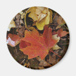 Red Fall Leaf Magnet