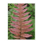 Red Fern Postcard