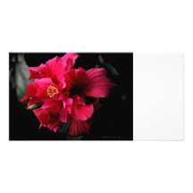 Red Flower Photo Greeting Card