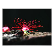Red Flower Photo