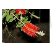 red flower tree card