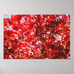 Red Foliage Poster