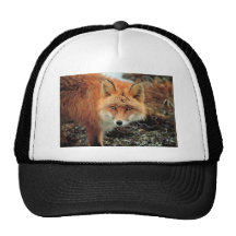 Red Fox at Cape Newenham Mesh Hat