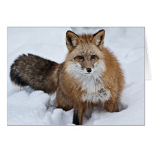 Red Fox in the Snow Greeting Cards