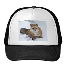 Red Fox in the Snow Hat