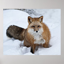 Red Fox in the Snow Poster