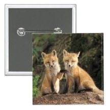 Red Fox pup in front of den Vulpes vulpes) Buttons