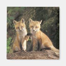 Red Fox pup in front of den Vulpes vulpes) Refrigerator Magnet