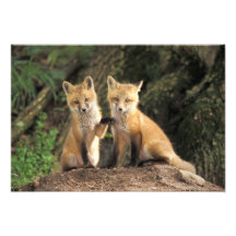 Red Fox pup in front of den Vulpes vulpes) Photographic Print