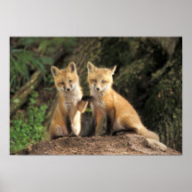 Red Fox pup in front of den Vulpes vulpes) Posters