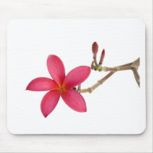 Red Frangipani flower Mouse Pad